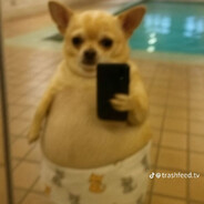 PERRO PANZON